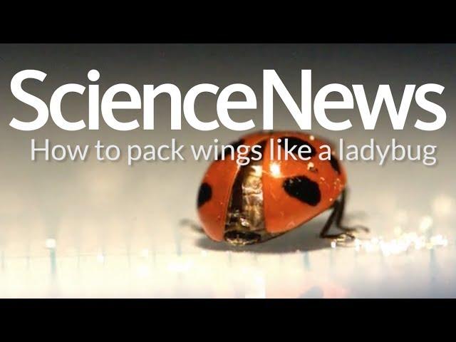 How to pack wings like a ladybug | Science News