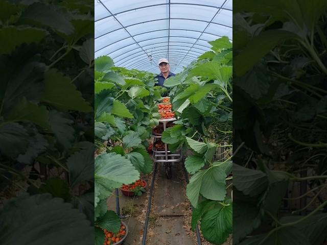 비가 와도 멈출 수 없는 딸기 수확! 하우스 속 농부의 하루!!!