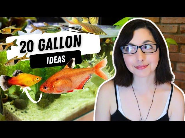 Colorful Schooling Fish For Your 20 Gallon Tank | 20 Gallon Aquarium Stocking Ideas