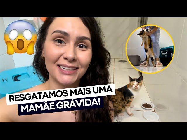 VLOG: TUDO sobre a GATA GRÁVIDA TRICOLOR que resgatamos! 