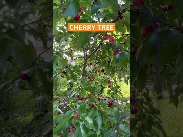 How I Saved Cherries From Birds By Netting