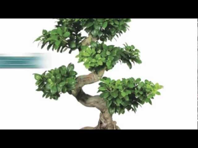 Bonsai Trees For Sale : Nursery Tree Wholesalers