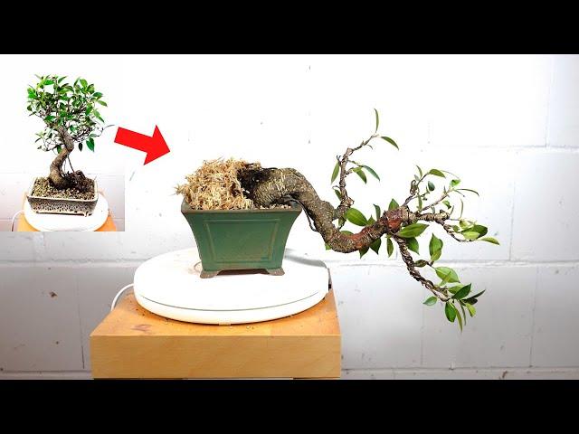 Drastic Transformation of S-Shape Ficus Microcarpa Tigerbark