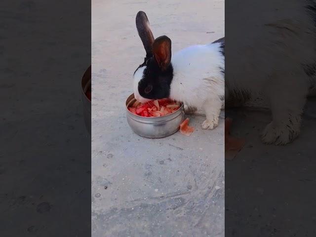 Little bunny eating slices of watermelon #cute #rabbit #animals #pets #bunny