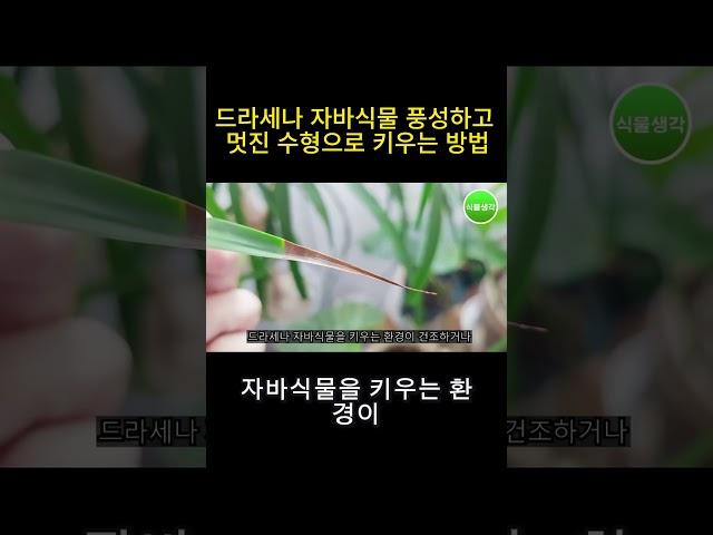 드라세나 자바 식물, 잎 끝 갈변 방지!