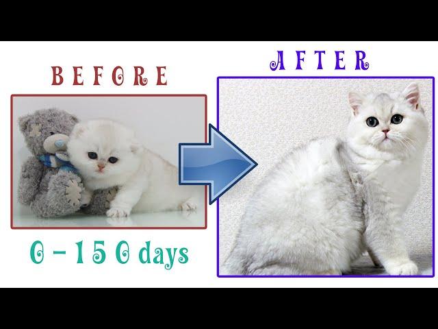 How kitten EVAN grows up: from 0 to 150 days | BEFORE & AFTER | British Shorthair Silver Shaded