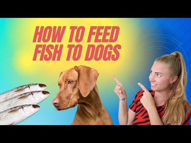 The Best Fish for Dogs & Cats! Best ways to Feed Fish & Omega-3