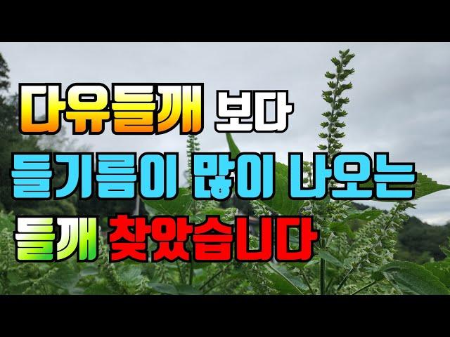 들깨파종 이렇게 하면 절대 실패없다. 들기름 많이 나오는 새로운 품종은?