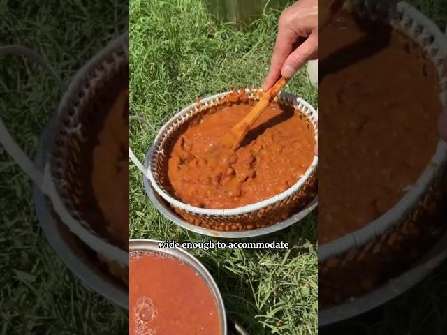 Wild plum jam & fruit leather. Full video ↑