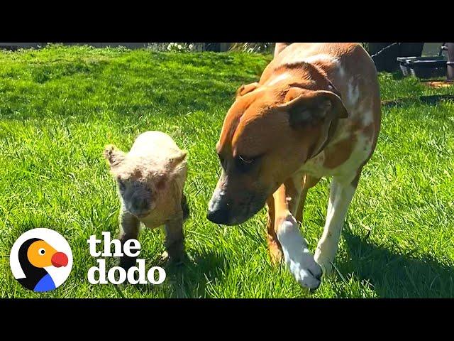 Dog Sees Tiny Lamb Crying And Decides To Adopt Her | The Dodo Odd Couples