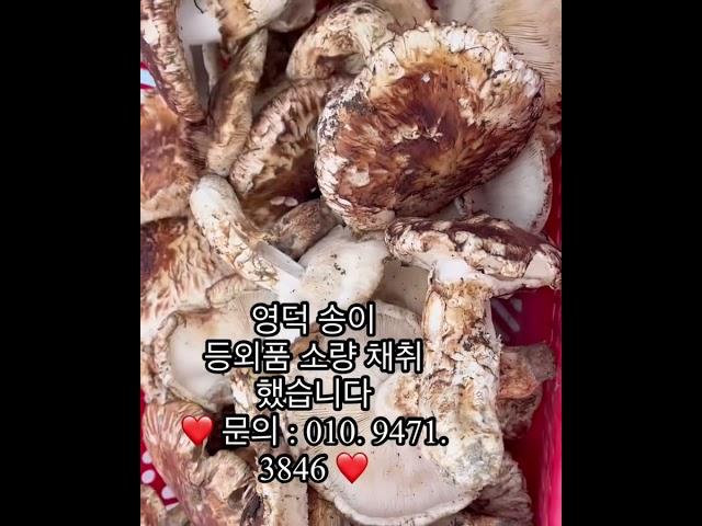 송이 등외품 1kg 전국택배 영덕송이