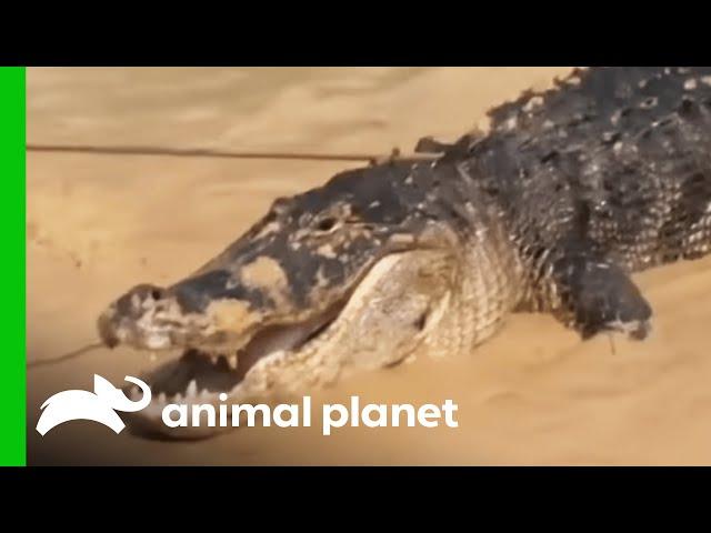 Huge "Monster" Gator Is Spotted In A Pond | Gator Boys