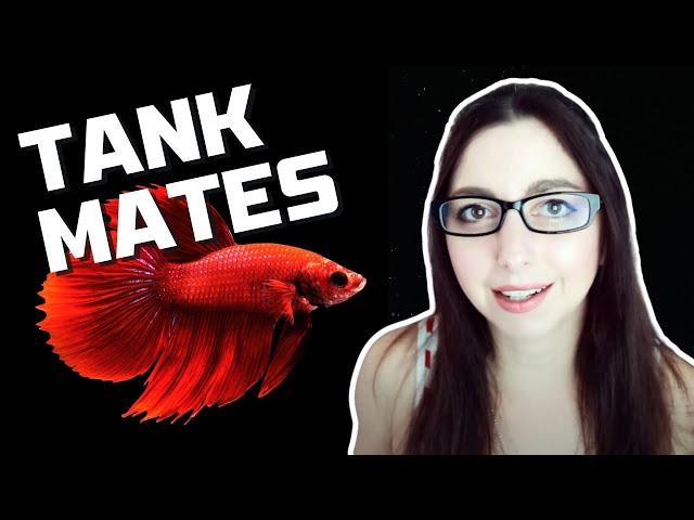 BETTA FISH TANK MATES | 10 More Great Tank Mates For Bettas