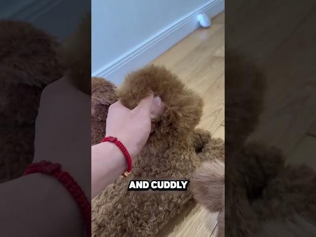 This Man Bought 3 Robotic Dogs! 