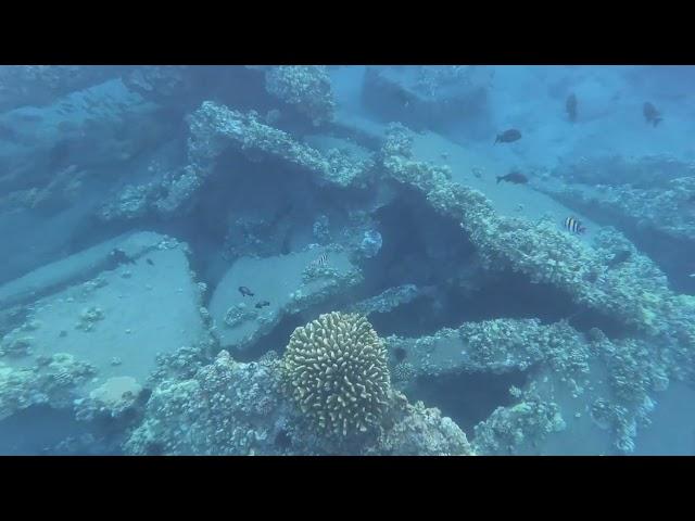 I think this Antler Coral is still alive, but don't quote me.