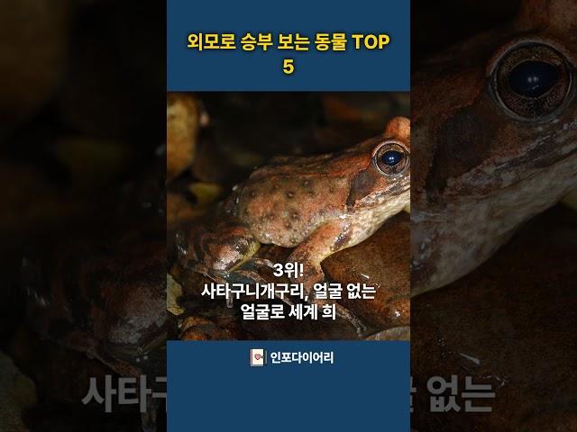 보는 순간 “이게 진짜 동물 맞아?” 싶은 비주얼! #동물TOP5 #자연상식 #생물지식 #자연다큐 #동물쇼츠 #동물상식
