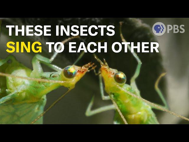 Lacewing LOVE is Noisier Than You Think  | Deep Look