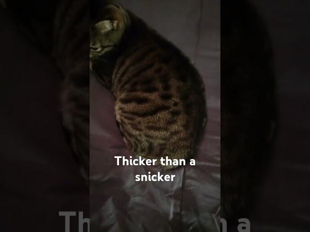 Thicker than a Snicker #cat #animals #catvideos #cute #funnycats #adorable