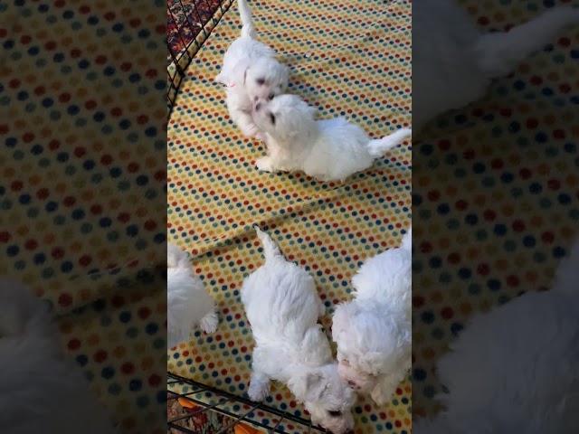 Bichon Frise Puppies Playing  2023