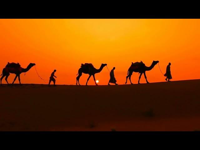 ️ No Copyright cameleers camel drivers at sunset thar desert on sunset jaisalmer rajasthan india