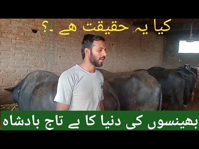 monthly.profit.of.23.buffaloes.urdu.buffaloes.farming.pakistan.in.urdu