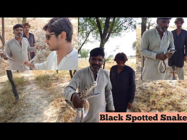 Non Venomous Black Spotted Snake Catching by the Jogi