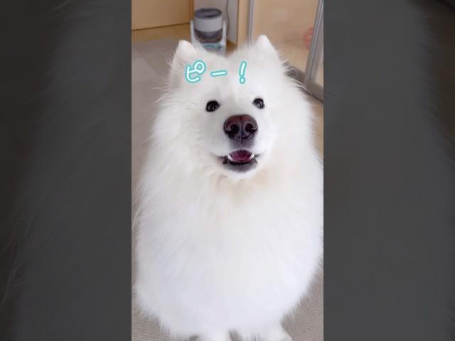 大好きなパパが出社した時の大型犬の反応が可愛いすぎる #samoyed #サモエド #癒し動画