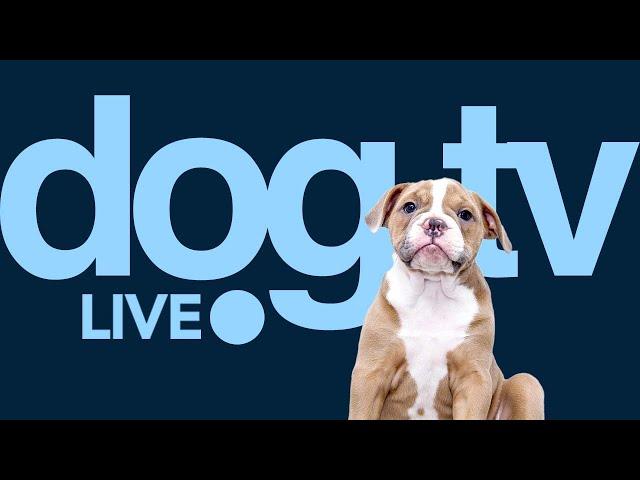 TV for Dogs - Petflix Stream for Dogs - Endless Stimulation