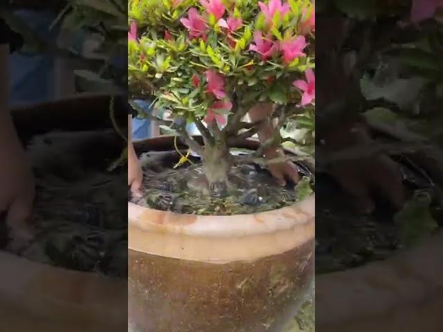 Rhododendron Bonsai Is Almost In Full Bloom #satisfying #short