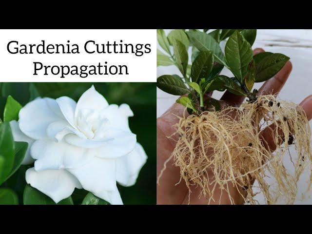 How to grow gardenia plant from cuttings , Gardenia propagation