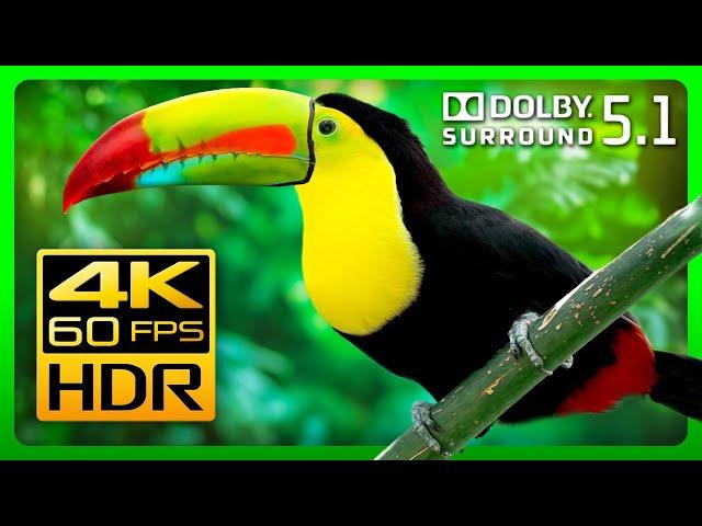 Невероятная природа в формате 4K HDR 60fps и 5.1 Dolby Surround Sound