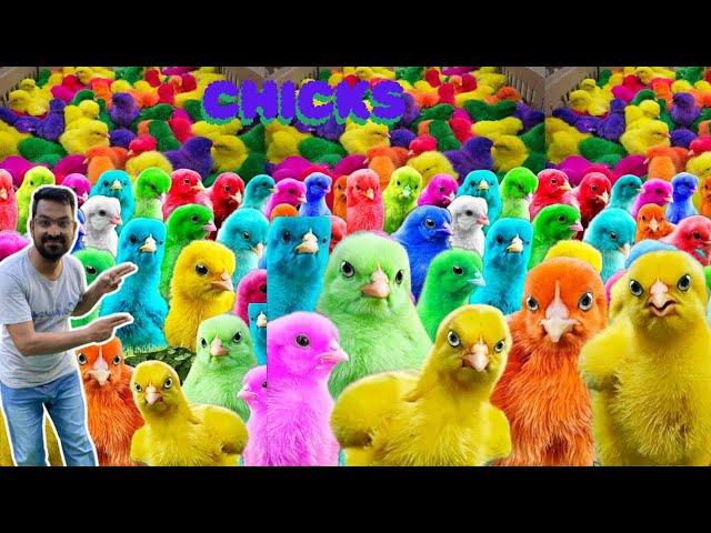 50 LOVELY Hen Baby Chicks Vs duck and rabbit  | mer pet house