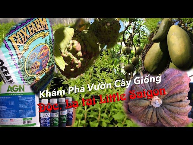 Khám Phá Vườn Cây Giống Độc, Lạ Tại Little Saigon