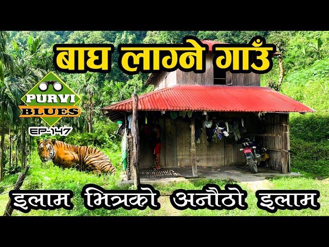 अचम्मको बाघ लाग्ने गाउँ || इलाम शान्तिपुर यात्रा || Trip to ILAM || The Village of Tiger