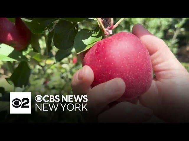 Apple-picking season is upon us in the Tri-State Area