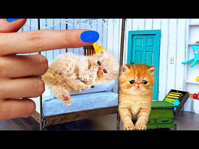 The Smallest Cat Found a Family of KITTENS! Building a NEW HOUSE from Cardboard