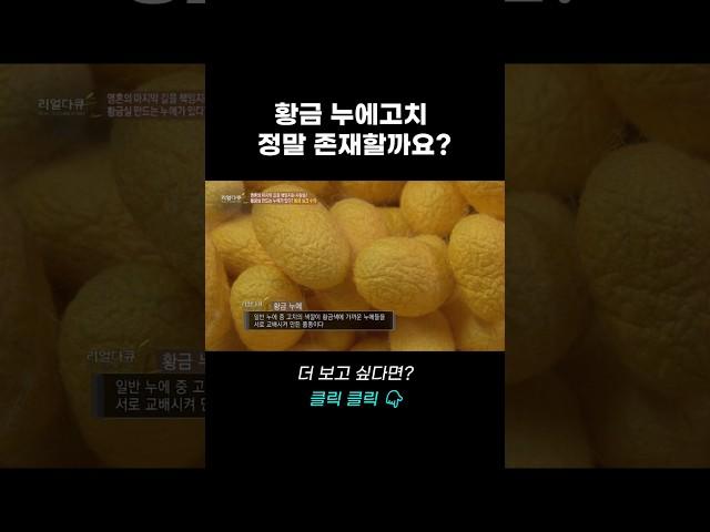 황금 누에고치, 정말 존재할까요? | 리얼다큐 숨