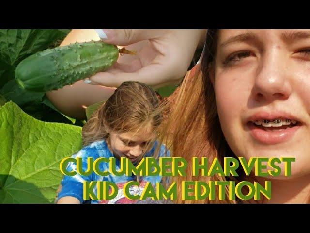 Cucumber harvest / kid cam #harvest #homestead #homesteading #homesteaders