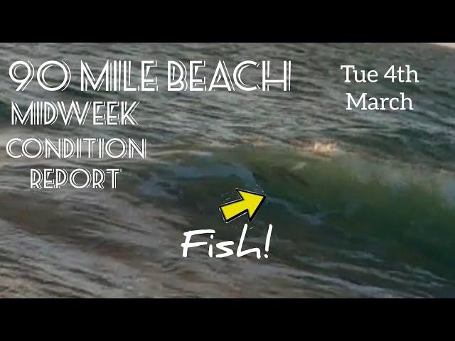 90 Mile Beach. Midweek Condition Report. Fish in the Waves. Tue 4th Mar.