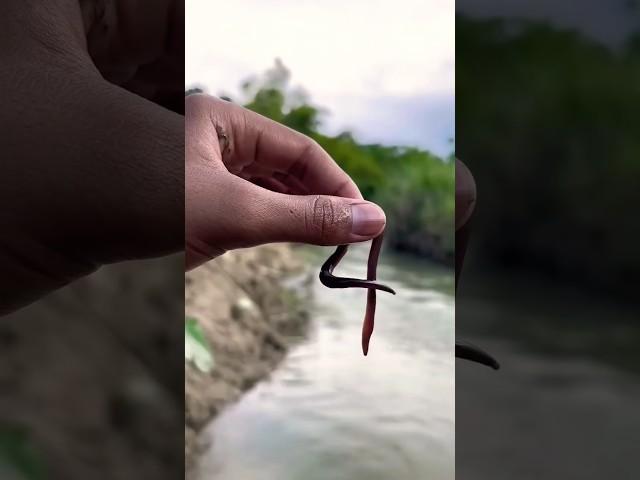 Survival skill: water purification in the wild #camping #survival#outdoors#bushcraft