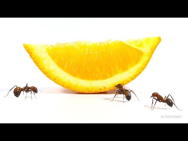 Ants vs Orange Slice Timelapse