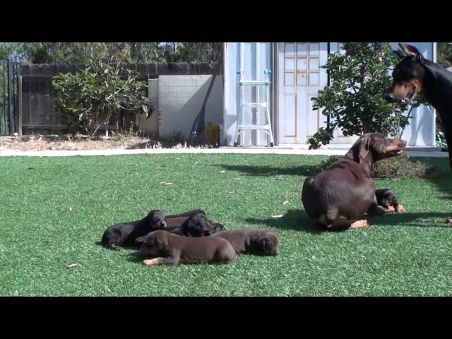 Doberman mom keeping dad away from the pups