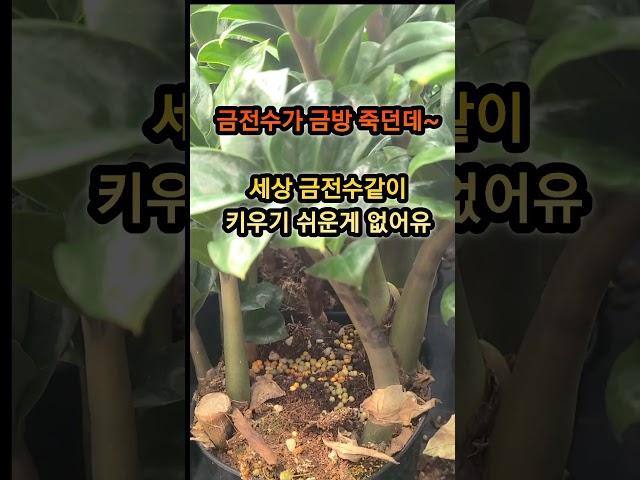 집안에 두면 돈이 들어 온다는 보석 금전수