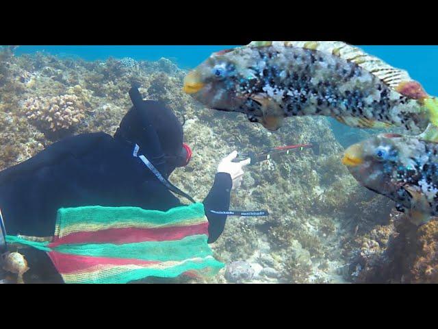 BUGALBOG HUNTING (Marbled parrot fish)