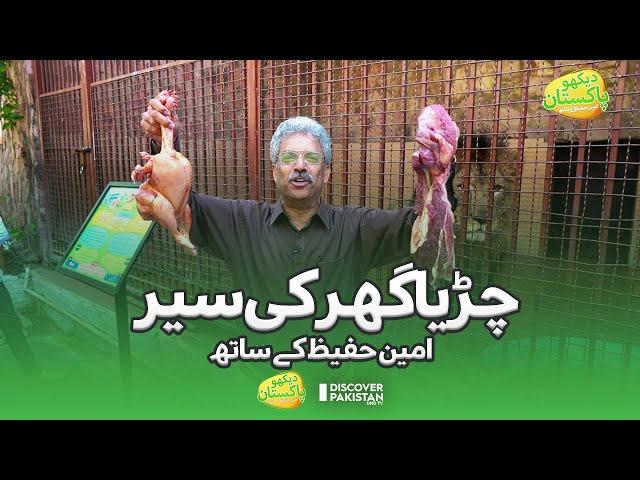 Dekho Lahore Zoo in Amin Hafeez's Unique Style | Dekho Pakistan | 02 December 2022