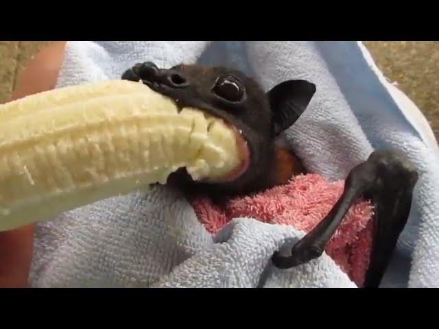 'He's Cranky': Rescued Bat Enjoys Banana