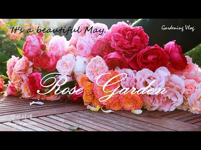 May Rose Garden / Austin Rose / German Rose / And Mistake