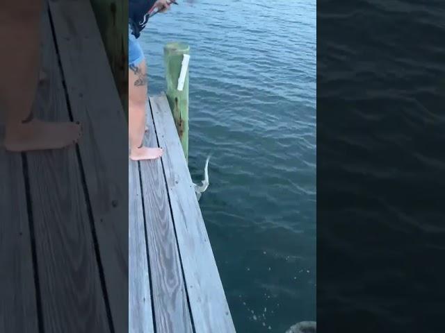 Cacy catches a shark!