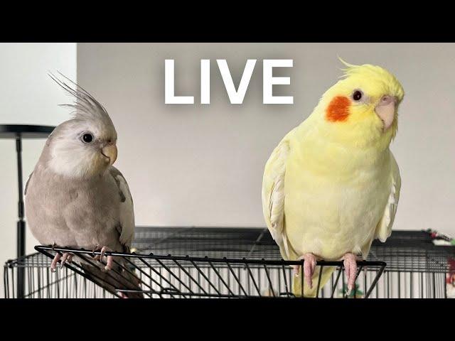PetClub is going live! 100 Push-ups For 11K Celebration!