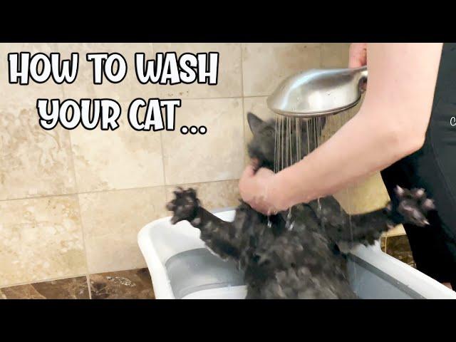 How To Bathe a Cat No Stress Wash a Cat to Get rid of Fleas in the House or Cat, British Shorthair